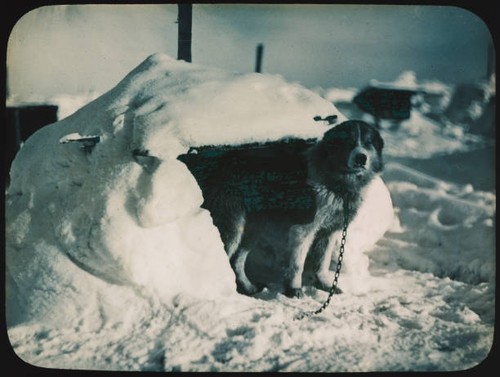Antarctic samson chained - antarctic,
