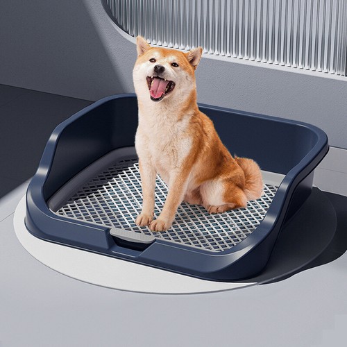 Pet puppy dog - pet, training